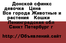 Донской сфинкс девочка › Цена ­ 15 000 - Все города Животные и растения » Кошки   . Ленинградская обл.,Санкт-Петербург г.